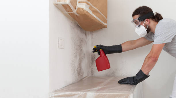 Professional Black Mold Removal technician working in Westchester, IL